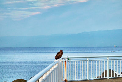 View of bird on railing against sea