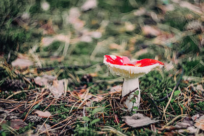 Close-up of mushroom on field