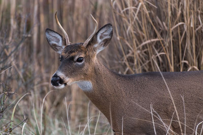 Close-up of deer looking away while standing on field