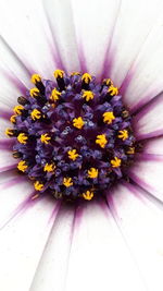 Close-up of yellow flower head