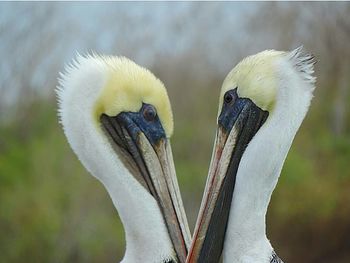 Close-up of bird