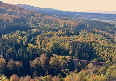 High angle view of trees in forest