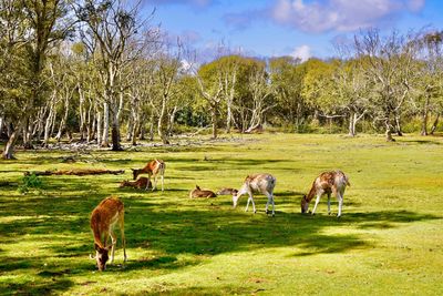 Horses grazing in a field