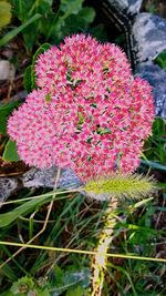 Close-up of pink flowers blooming outdoors