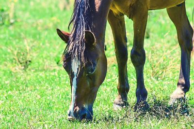 Horse on grassy field