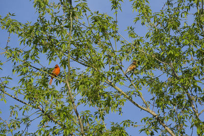 Low angle view of bird perching on tree against sky