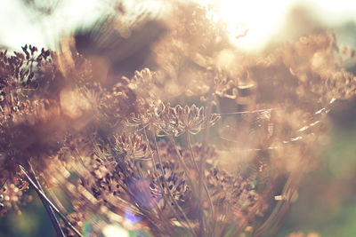 Close-up of flowering plants on field against sky