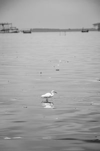 View of swans swimming in sea