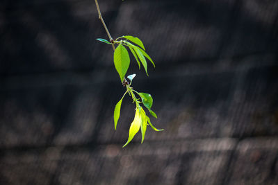 Close-up of plant against wall