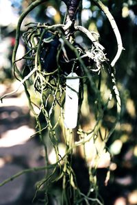 Close-up of tree branch