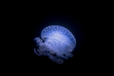 Close-up of jellyfish swimming in sea