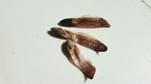 Close-up high angle view of bread