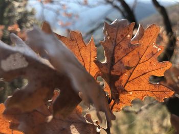 Close-up of dry maple leaves on tree