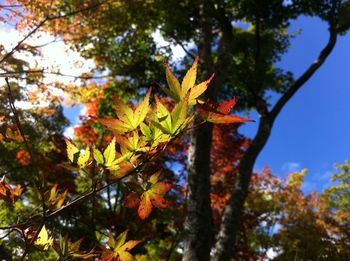 Low angle view of tree against sky