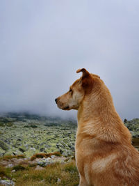 Dog looking away on field