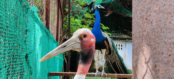 Close-up of a bird