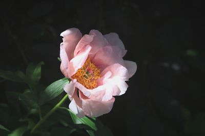 Close-up of flower blooming outdoors