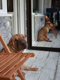 Dog sitting on wooden door