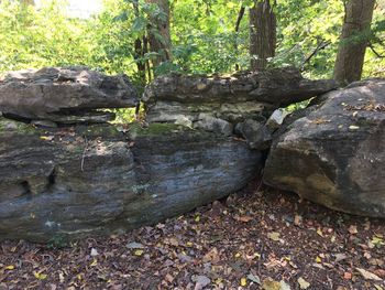 Close-up of moss growing on rocks in forest