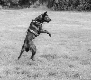 Dog running on field