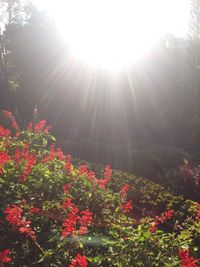 Sun shining through trees