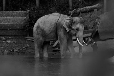 Elephant drinking water in lake