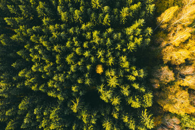 Low angle view of yellow flower tree