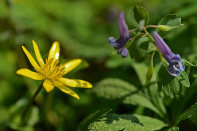 Close-up of purple flowering plant