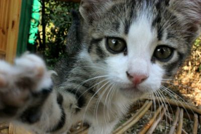 Close-up portrait of a cat