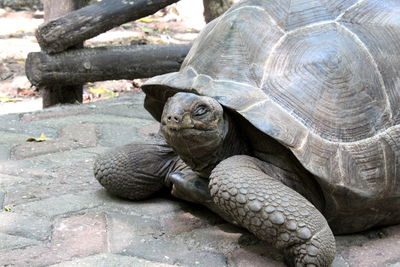 Zanzibar turtle