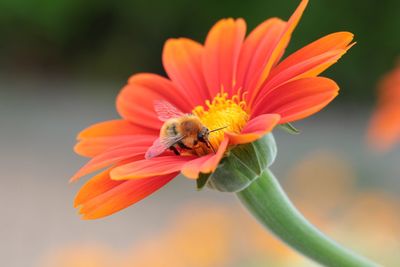 Close-up of bee pollinating on orange flower