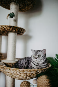 Portrait of cat sitting on basket at home