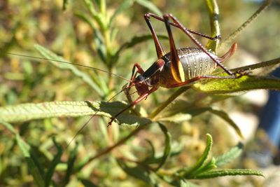 Close-up of insect on leaf