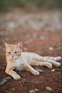 Portrait of cat relaxing outdoors