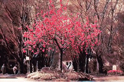 Trees against the sky