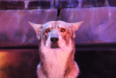 Close-up portrait of dog