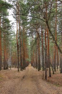 Footpath amidst trees in forest during autumn