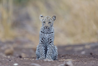 Portrait of cat on land