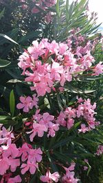 Close-up of pink flowers blooming outdoors