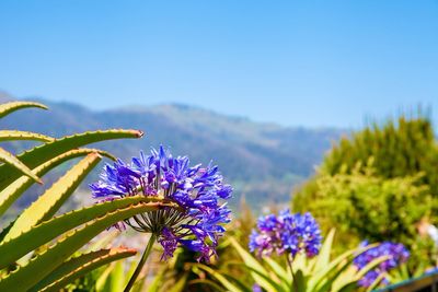 Close-up of purple flowers blooming against blue sky