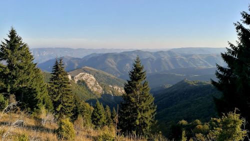 Scenic view of forest against clear sky