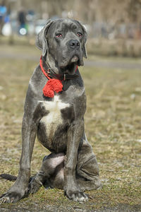 Portrait of dog sitting on field