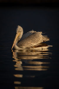 Close-up of pelican on lake