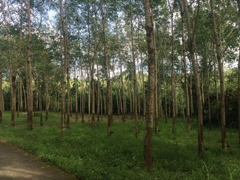 Trees growing in forest