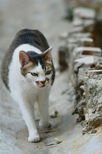 Portrait of cat standing outdoors