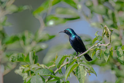 Close-up of bird perching on plant