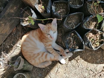 High angle view of cat relaxing on field