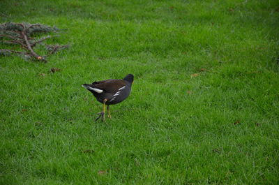 High angle view of bird on grass