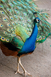 Close-up of peacock