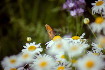 Close-up of butterfly pollinating on purple flower